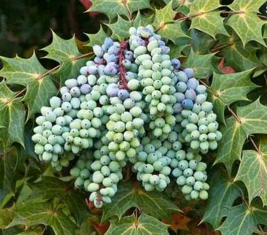 20 Oregon Grape Seeds for Planting - Stunning Ornamental Fruit Bearing Plant - Berberis bealei, Barberry, Leatherleaf mahonia