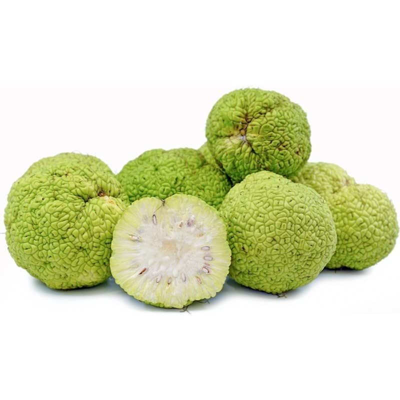 10 Hedge Apple Osage Orange Horse Apple Monkey Ball Maclura Pomifera Tree Seeds 