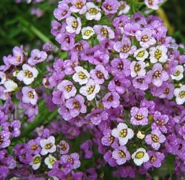Dwarf Sweet Alyssum Seeds. Royal Carpet (100 Seeds) - Perennial Ground Cover Plant