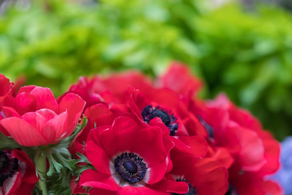 10 Anemone "Leslie's Wanderlust" - Ships from Iowa, USA | Flower Bulbs for Planting