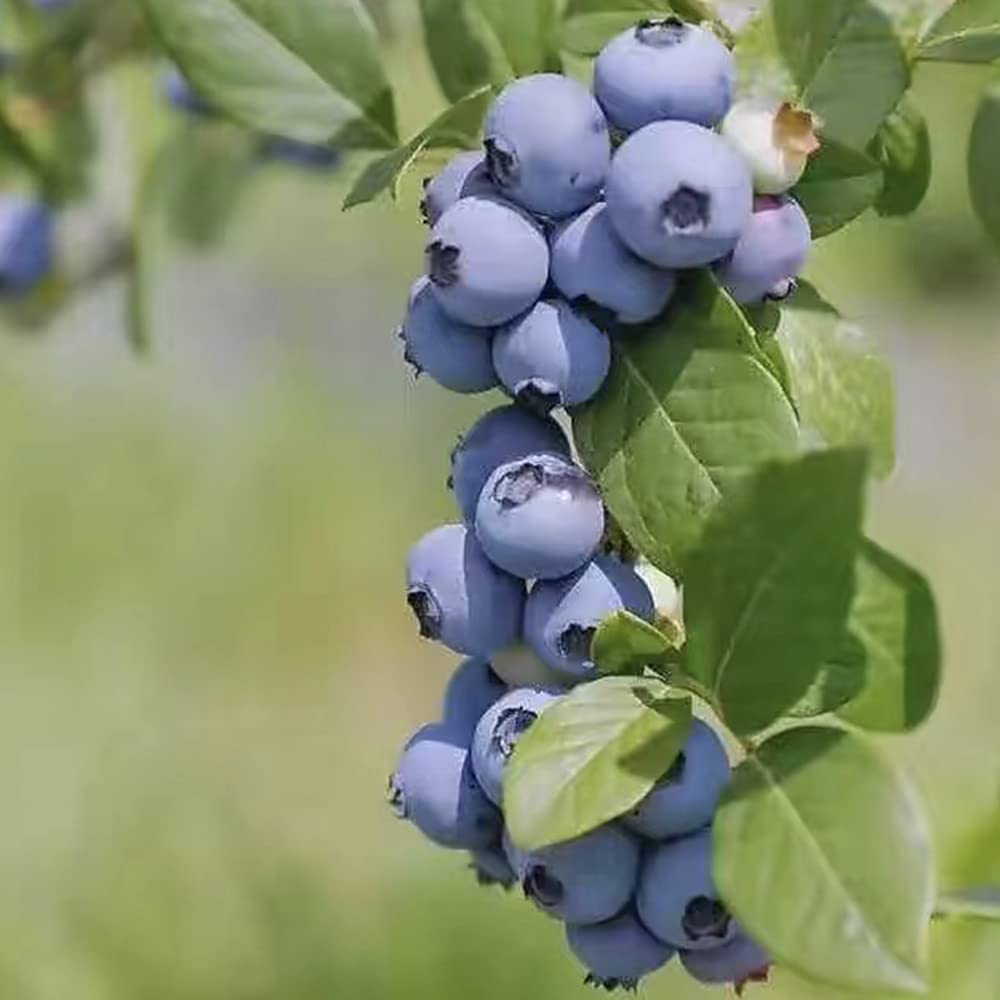 100+ Blueberry Seeds for Planting…