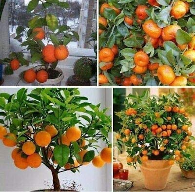 Bonsai Orange Tree Seeds, 20 Seeds,Grow a Delicious Fruit Bearing Bonsai Tree