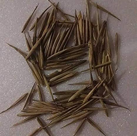 Japanese Giant Timber Bamboo Seeds for Planting - 100+ Seeds - Grow a Fast Bamboo Forest - Ships from Iowa