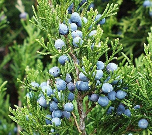 Eastern Red Cedar Tree Seedlings for Planting - Evergreen Tree Seedlings - Landscaping or Wind Block Trees - No Ship to California