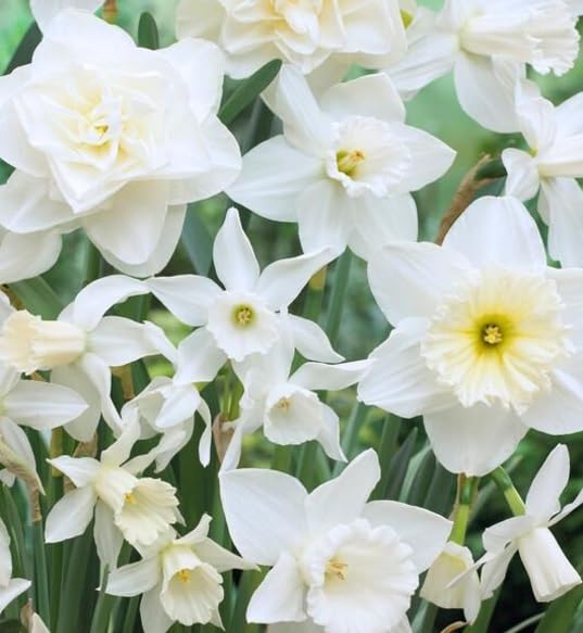 White Wedding Daffodil Mixed Bulbs for Planting, Holland Mix