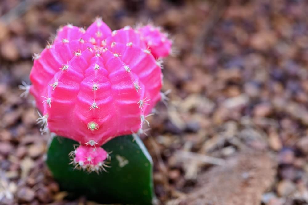 50 Gymnocalycium Species Mix Cacti Seeds - Vibrant Colored Cacti - Ships from Iowa, USA - Grow Exotic Cactus