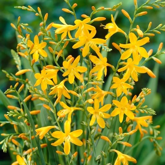 Crocosima George Davidson Bulbs for Planting - Stunning Red Blooms