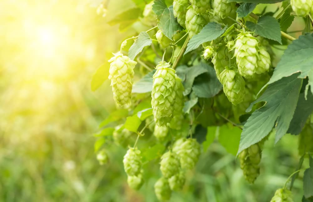 Common Hops Seeds for Planting - 30 Seeds - Beer Hops, Humulus lupulus -Ships from Iowa, USA