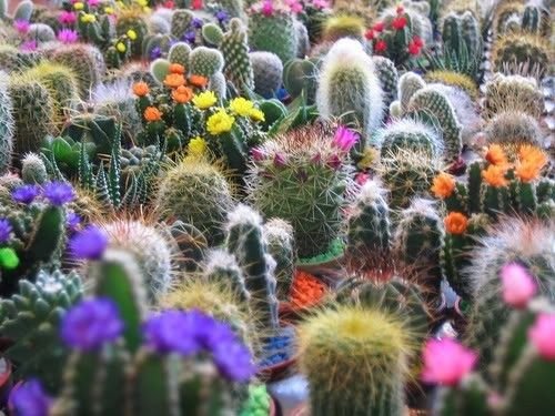 50 Cactus MIX 'Finest Mixed' Succulent Flower Seeds