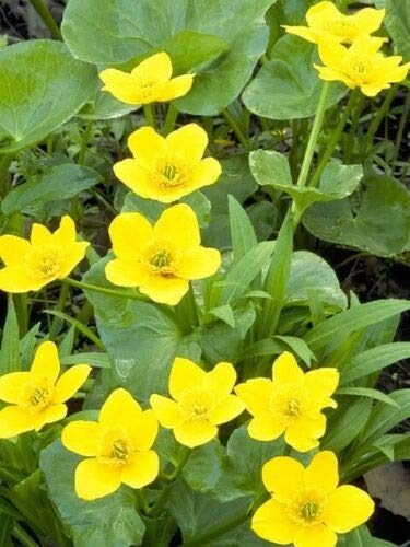 Yellow Swamp Marigold Bidens Aristosa Mutica Flower Jocad (200 Seeds)