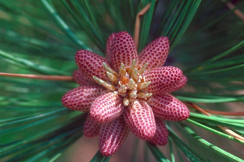 Ponderosa Pine Tree Seeds for Planting (30 Seeds) - Western Yellow Pine, Pinus ponderosa