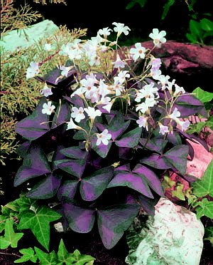 Oxalis Triangularis - 20 Bulbs - Size 1"+