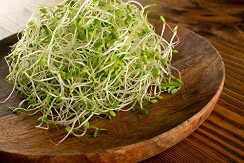 Red Clover Sprouts Seeds (500 Seeds) Grow Tasty and Delicious Sprouts in Just Water