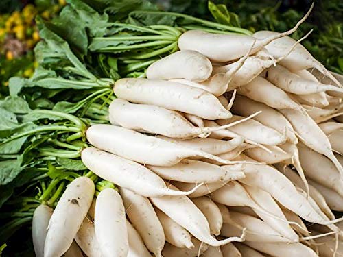Daikon Radish Seeds - 100+ Seeds - Cover Crop Seeds for Planting. Deer Love Them, Food Plot