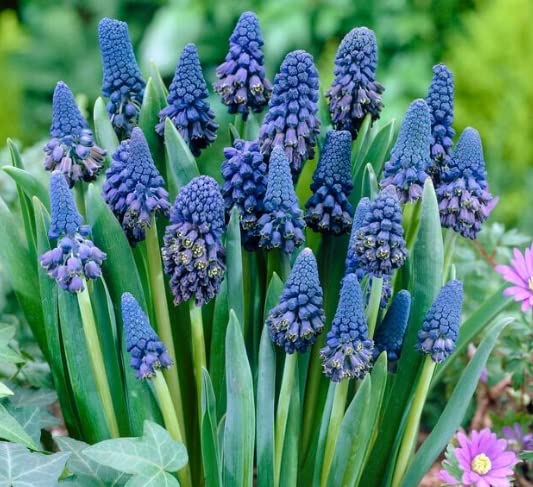 Queens Honor Grape Hyacinth Bulbs (10 Bulbs) - muscari Armeniacum- Beautiful Spring Blooms, Perennial Garden Flowers