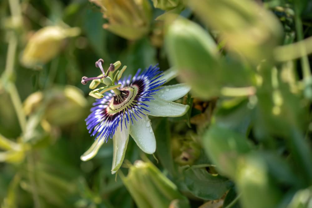 Wild Apricot Seeds - 30 Seeds - Wild Passion Flower