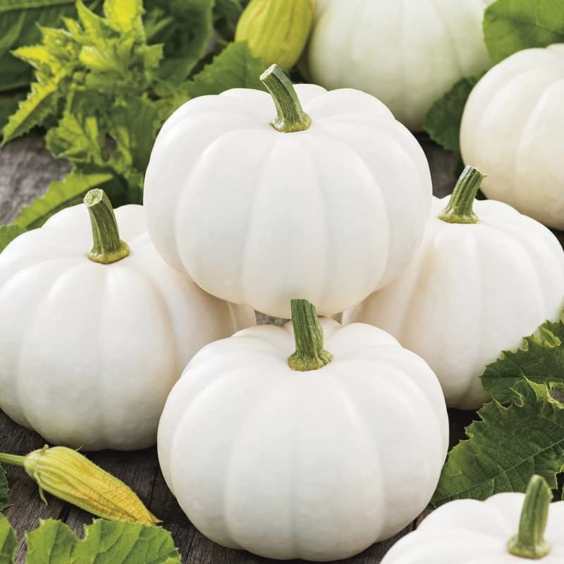 Baby Boo Pumpkin Seeds for Planting (10 Seeds) - Grow Little White Gourds for Decor or Crafts