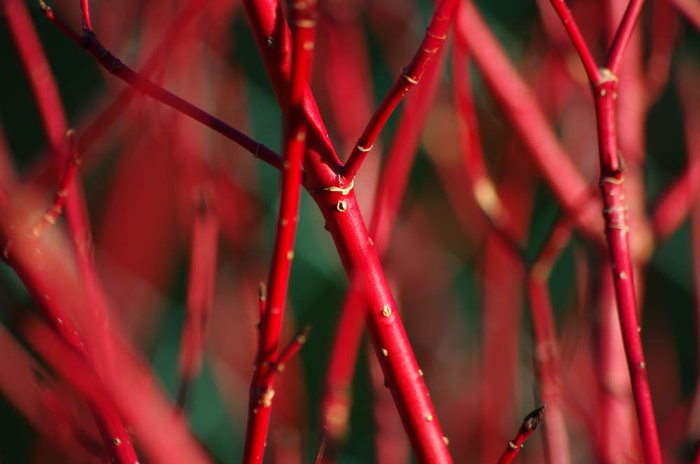 8 Red Dogwood Cuttings to Plant - No Roots, Easy to Grow