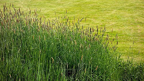 1 lb. Timothy (Climax), Deer/Wildlife Food Plot Seed, Cover Crop, Pasture Grazing, Hay Production Seed
