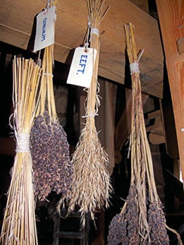 50 Mixed Colors BROOM CORN SORGHUM Bicolor Heirloom Grain Seeds for Dried Decor