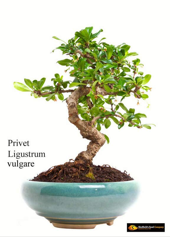 Common Privet Seeds for Planting (30 Seeds) - Ligustrum vulgare, European Privet