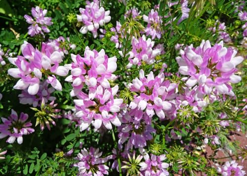 500 Crown Vetch Seeds for Planting - Coronilla Varia