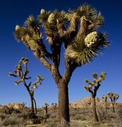 25 Healthy Joshua Tree Seeds, Yucca Brevifolia Palm, Cold Hardy Baccata Var.