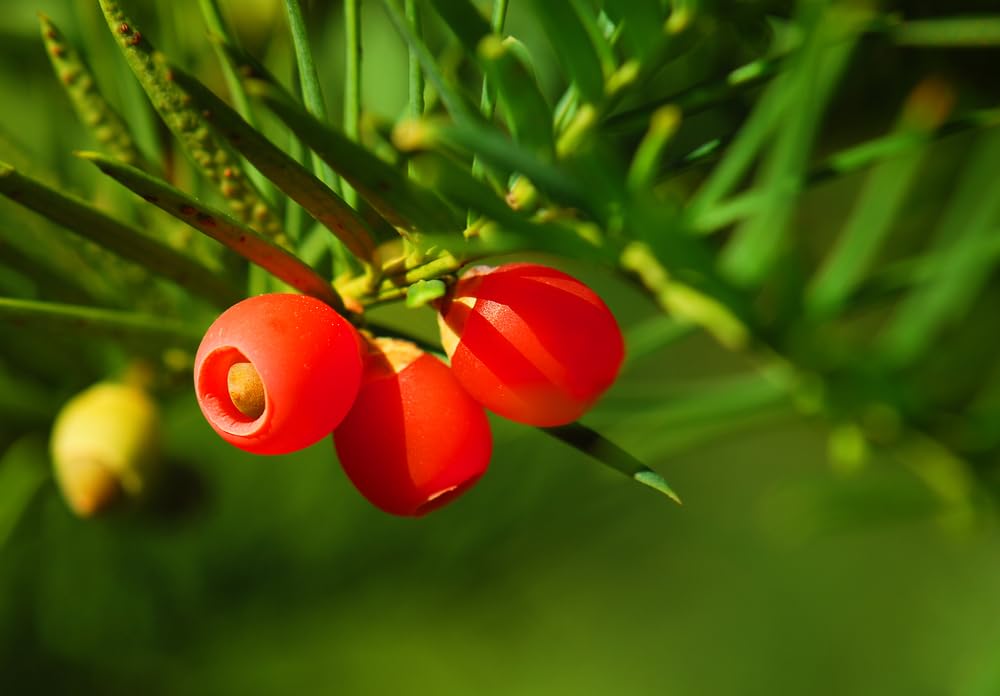 30 Japanese Yew Tree Seeds - Taxus cuspidata- Evergreen Shrub with Bright Red Fruits