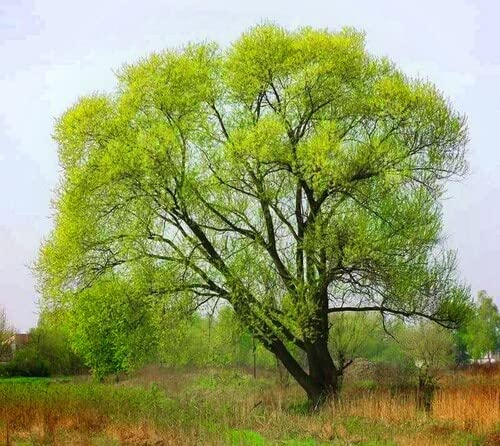 50 Black Willow Tree Cuttings - Beautiful Shade and Privacy Tree - Grow 50 Black Willow Live Trees