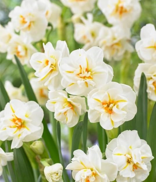 Sir Winston Churchill Daffodil Bulbs for Planting - Easy to Grow Perennial Flowers for Garden or Containers