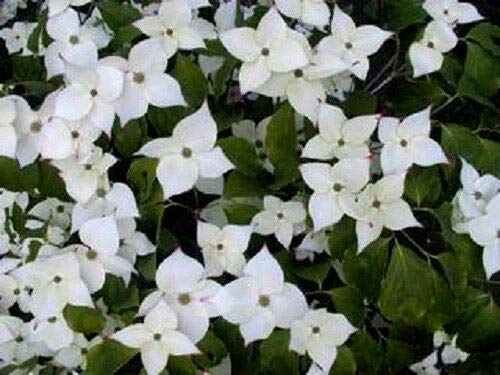 White Cornus KOUSA Dogwood Tree Ornamental Flower jocad (5 Seeds)