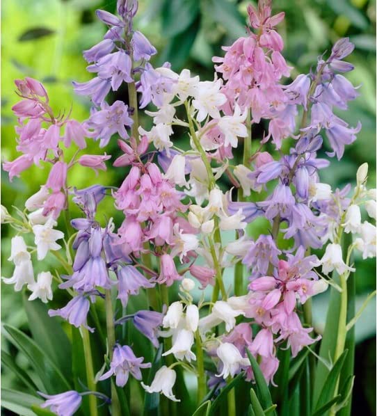 Spanish Bluebells Bulbs for Planting - Mixed Color, Easy to Grow Perennial Flowers for Garden or Container Growing