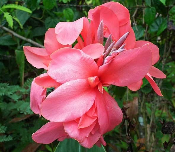 3 Canna Lily Bulbs for Planting - Rhizome/Bulb/Plant