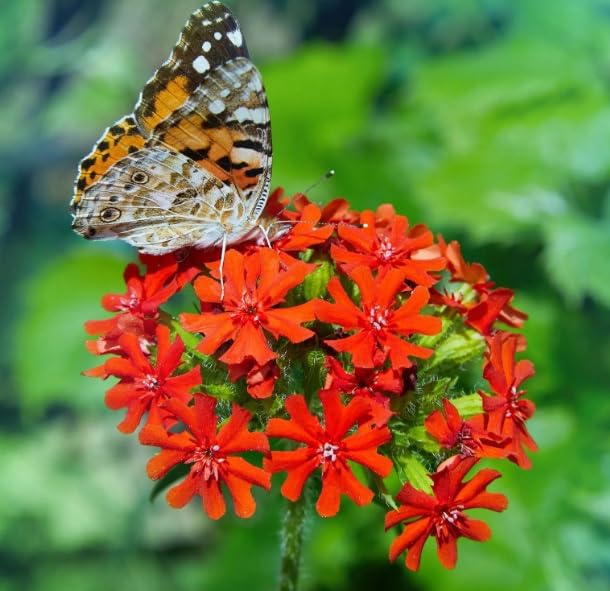Maltese Cross Flower Seeds for Planting (50 Seeds)