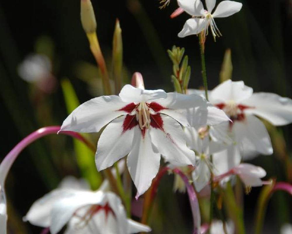 Acidanthera Flower Bulbs - Pack of 6 Bulbs - A Summer-Blooming Bulb in The Gladiolus Family. - Country Creek LLC