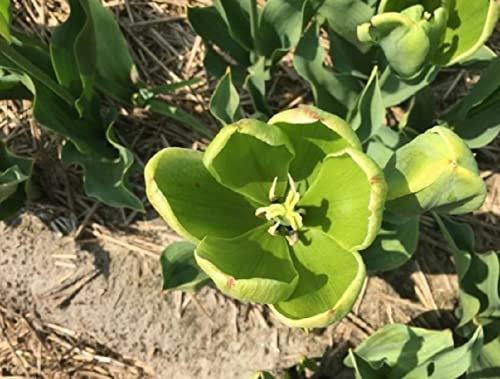 10 "Green Power" Tulip Bulbs - Rare All Green Tulips - Only from CZ Grain in Iowa, USA