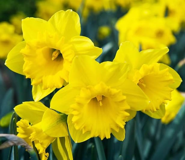 50 Yellow Daffodil Bulbs for Planting - Dutch Master Value Bag - Plant in Gardens, Borders & Flowerbeds - Bulb Size 10/12 cm - Easy to Grow Fall Flowers Bulbs