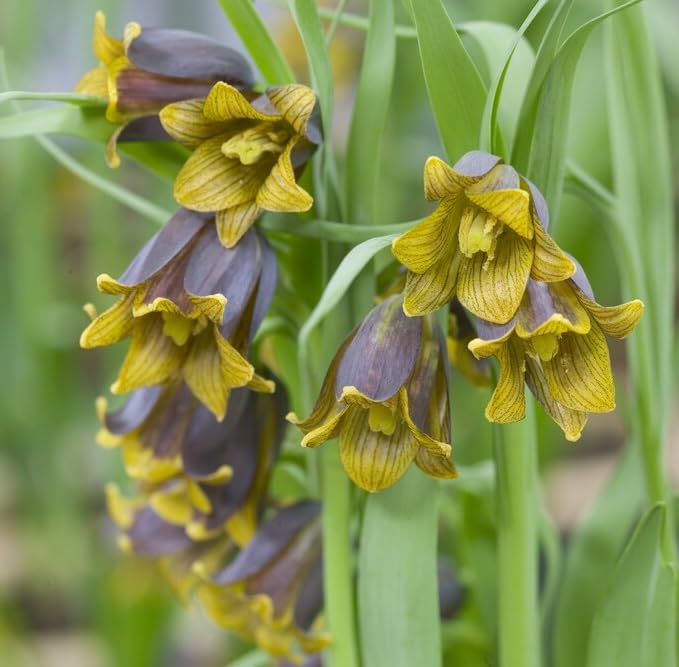 Uva-Vulpis Fritillaria Bulbs for Planting - Colorful Weeping Flowers