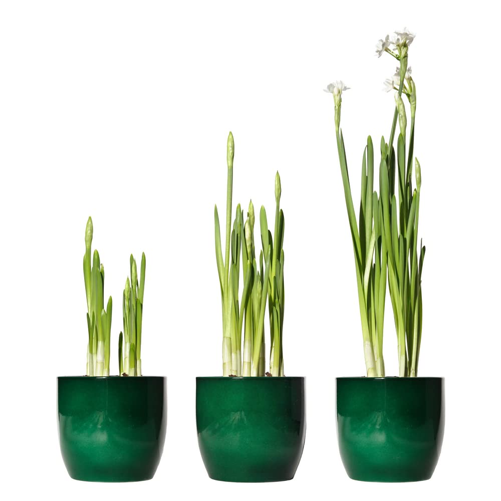 Paperwhite Ziva Bulbs - Fast Flowering Indoor Blooms - Largest Bulbs Available - Paperwhite Bulbs for Forcing Indoors, Bonsai Plant
