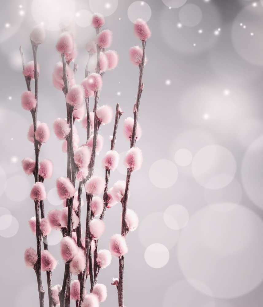 2 French Pink Pussy Willow Trees - Fresh Cuttings, Ready to Plant - Guaranteed to Grow - Ships from Iowa, USA