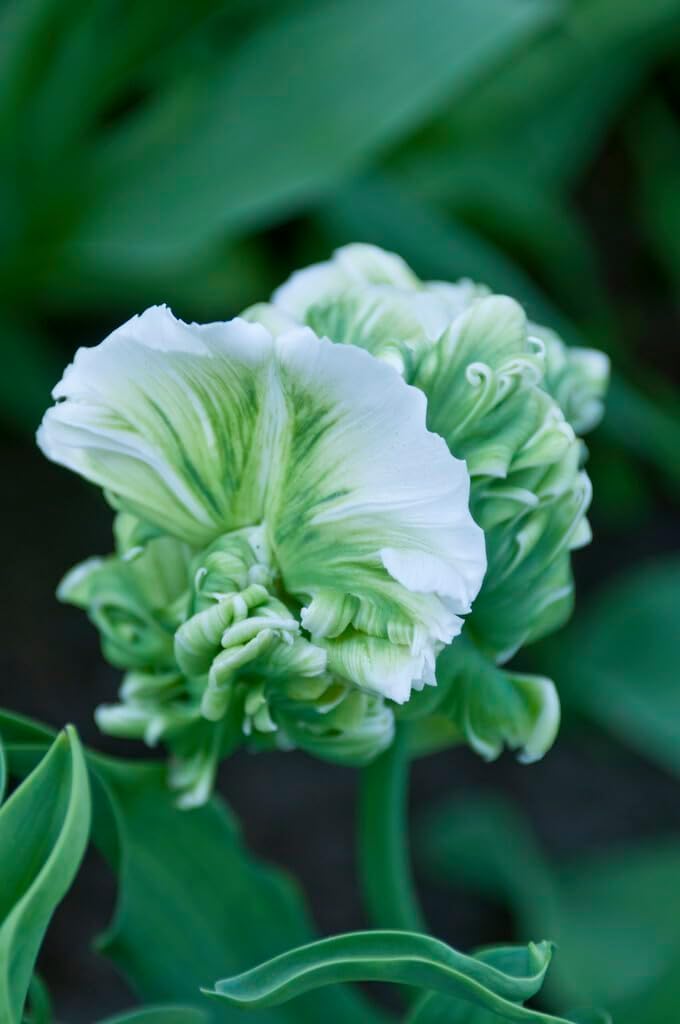 Super Parrot Tulip Bulbs for Planting - Easy to Grow Perennial Flowers