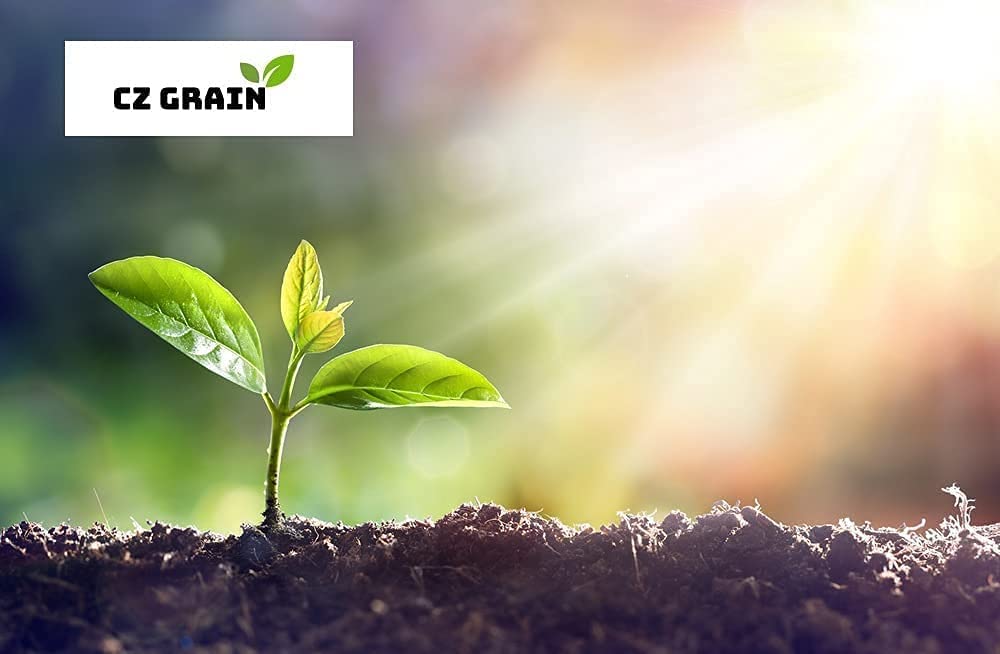 White Oak Tree Seeds for Planting | White Oak is Prized for Attractive Look and Wood