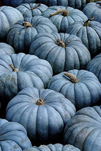 100 Exotic Blue Pumpkin Seeds | Blue Jarrahdale Pumpkin Seeds