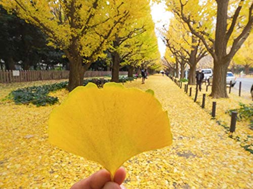 Gingko Biloba Tree Seeds to Plant - 5 Seeds - Edible Leaves Promote Memory and Vigor - Ginko Seeds