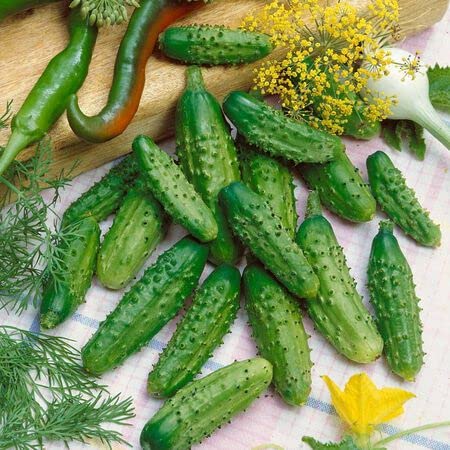 Parisian Gherkin Cucumber Seeds for Planting (20 Seeds) - Delicious and Easy to Grow