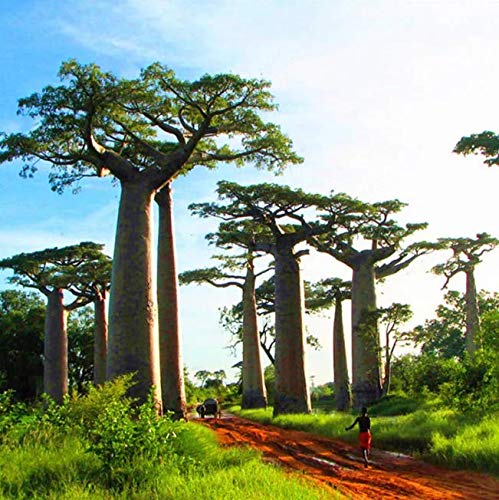 Atfipan 5Pcs/Bag Adansonia Digitata Baobab Tree Seeds Rare Perennial Plants Seeds Rare Rare Baobab Seeds Tropical Plant Garden Seeds Home & Garden