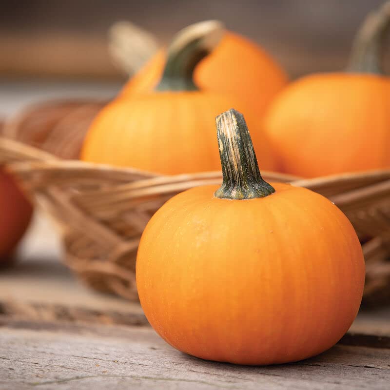 Wee-B-Little Pumpkin Seeds for Planting (30 Seeds)