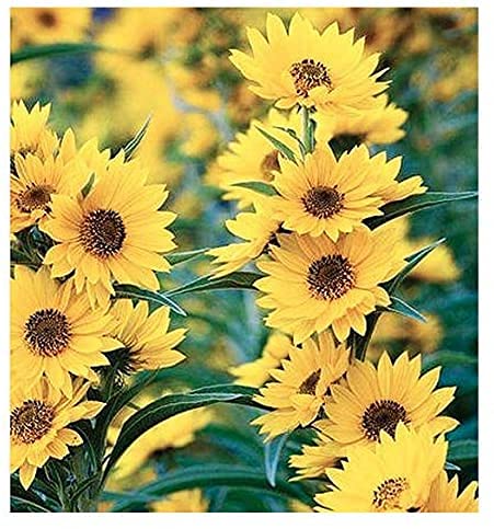 Maximilian Sunflower Seeds - 1,000+ Seeds - Attracts Bees and Butterflies - Made in USA - Maximilian Giant