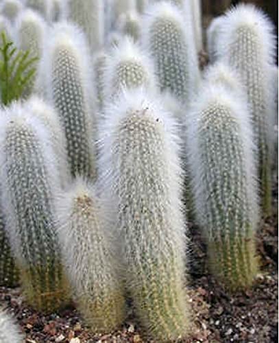25 Monkey Tail Cactus Seeds -Cleistocactus Cactus Seeds - Ships from Iowa, USA - Grow Exotic Succulent Cacti Bonsai