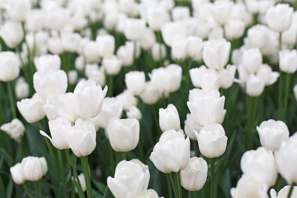White Tulip Bulbs for Planting - Stunning White Wedding Tulips - Ships from Iowa, USA